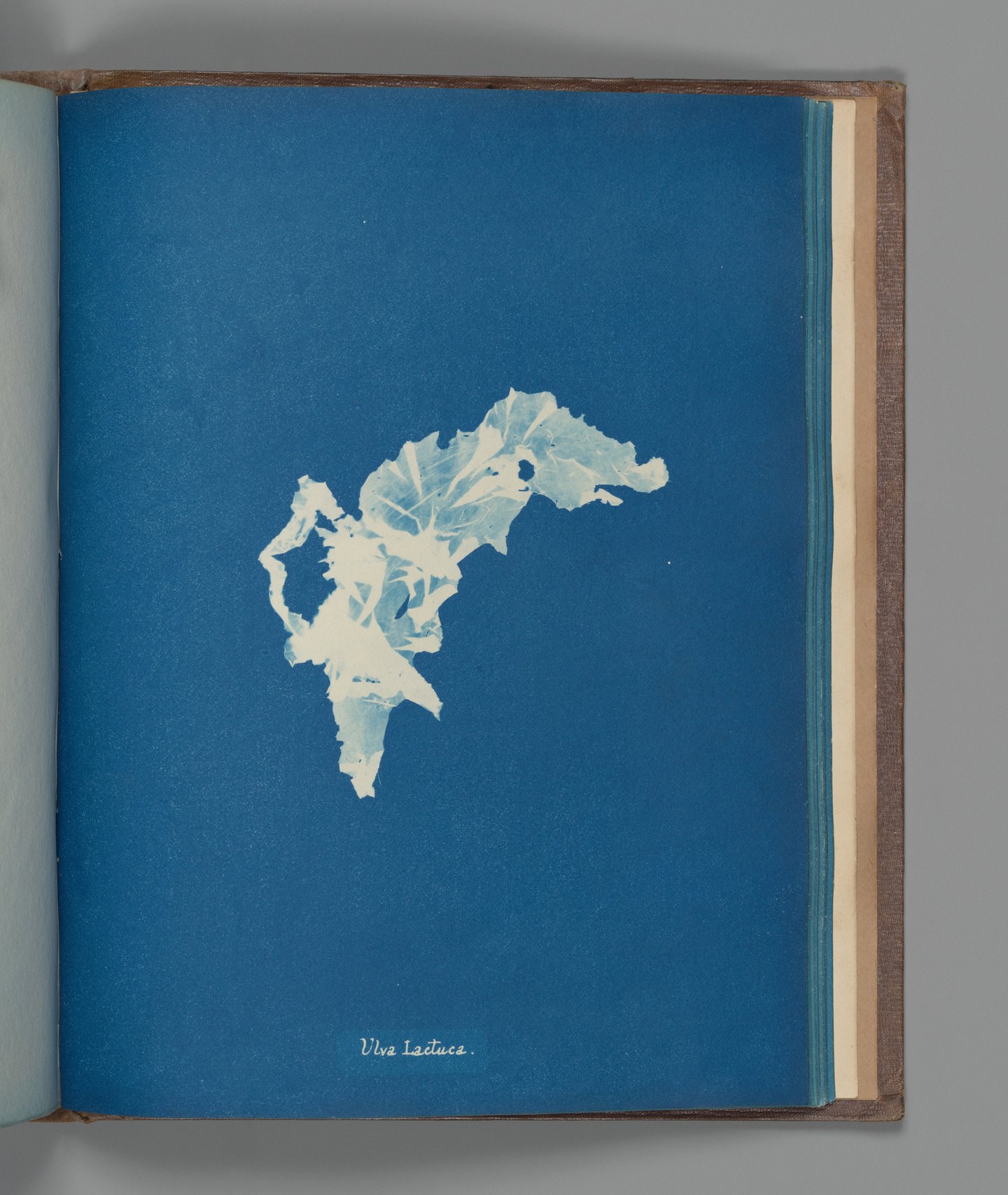 A pale branching seaweed specimen against a deep blue cyanotype page, with its handwritten name below. The photograph includes the book edges.